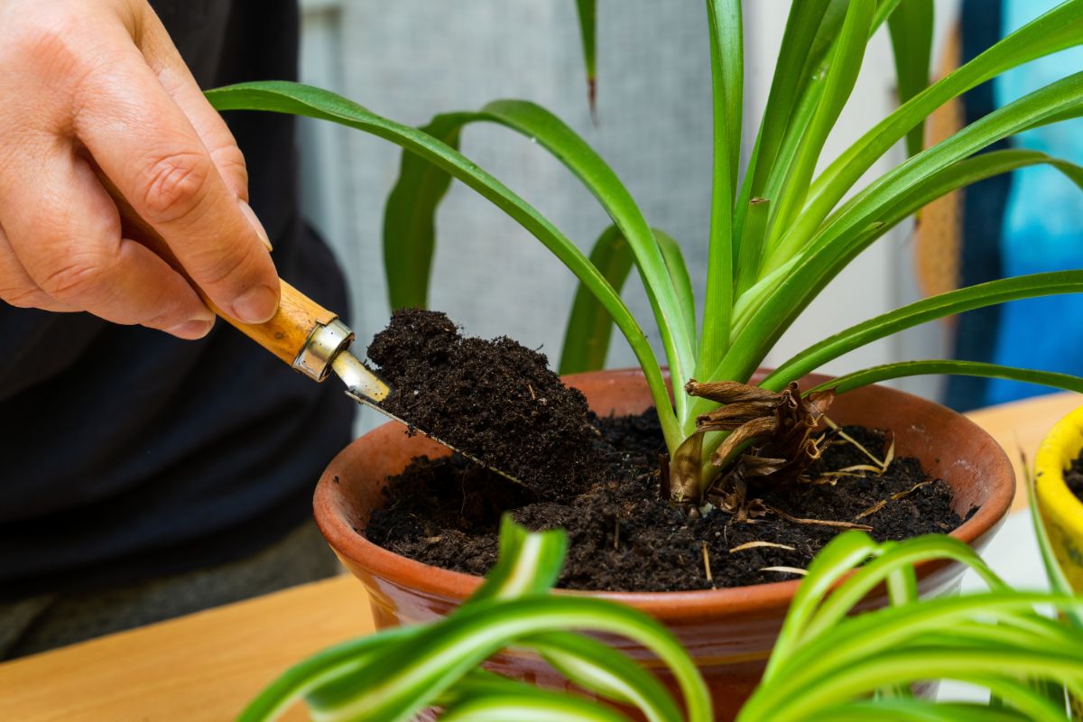 観葉植物まとめ ページ 3 観葉植物についてまとめました